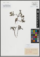 Foto von Salix alpina Scop.